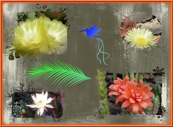 quelques fleurs de mes cactus
